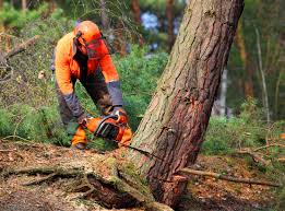 Best Storm Damage Tree Cleanup  in Serenada, TX