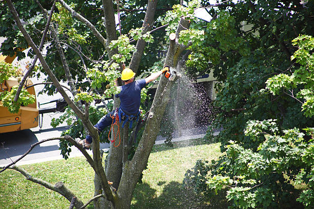 Trusted Serenada, TX Tree Care Experts