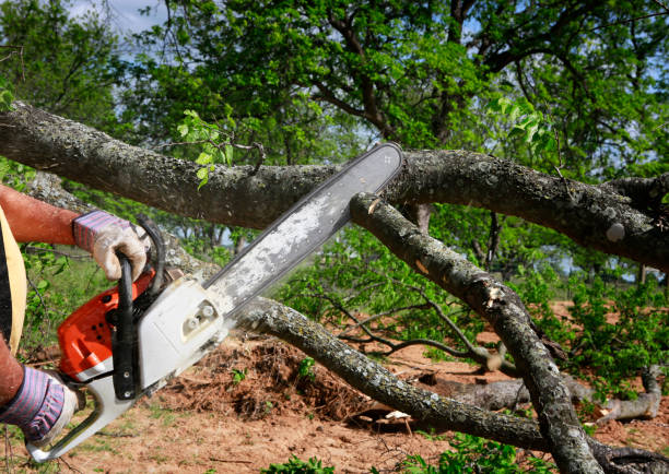 Best Tree Disease Treatment  in Serenada, TX